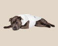 Load image into Gallery viewer, The Blye Snuggler calming dog vest for anxiety - Blye