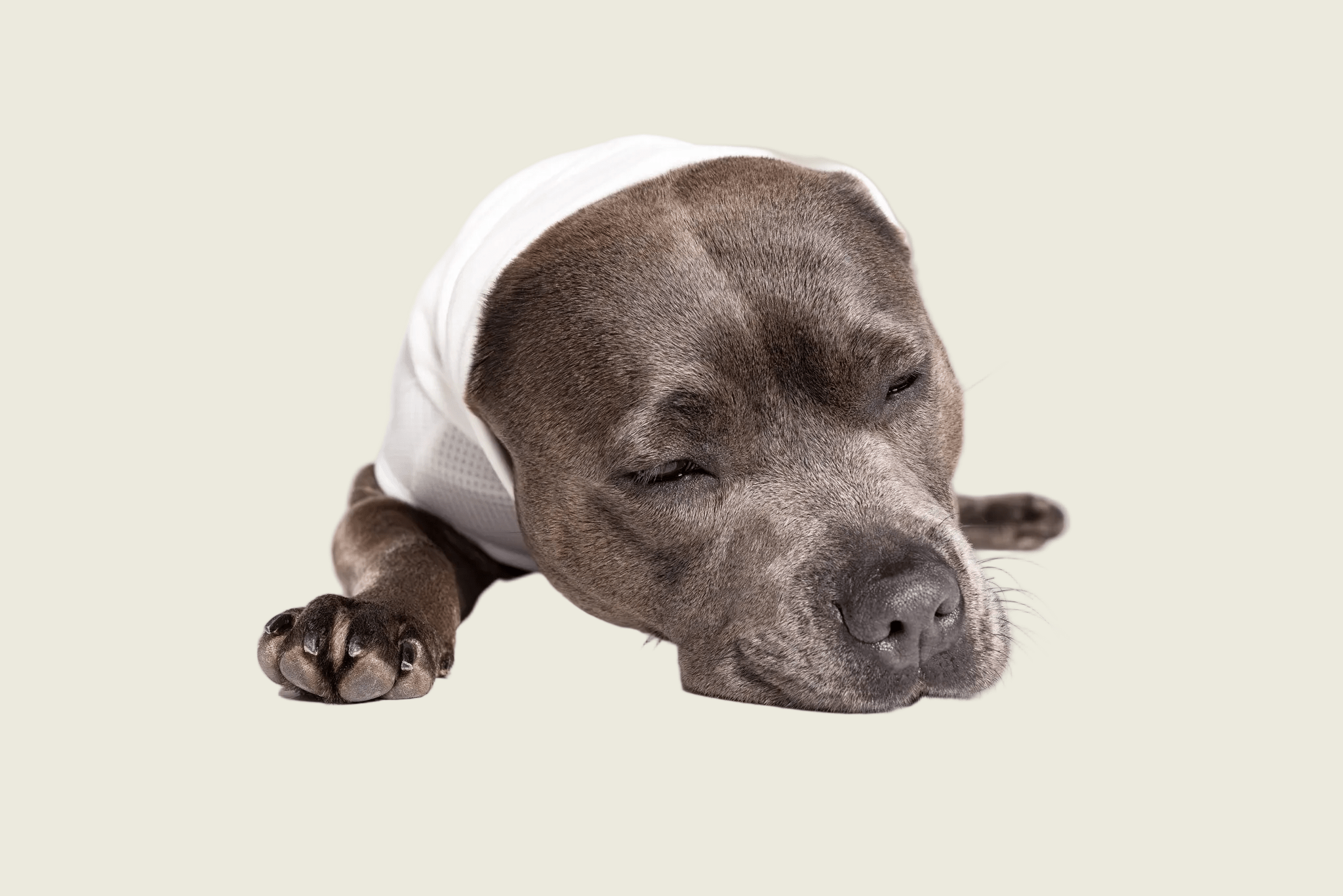 Do Calming Vests Really Work? - Blye